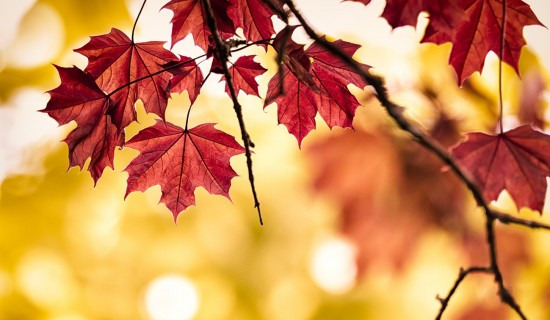 Арав хоногийн цаг агаарын урьдчилсан төлөв